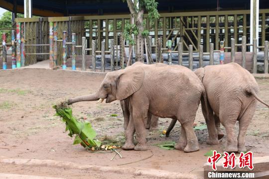非洲象也过端午 爱吃水果蔬菜粽子