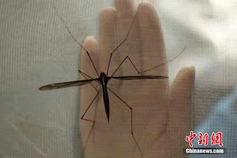 四川青城山发现258厘米世界最大蚊子