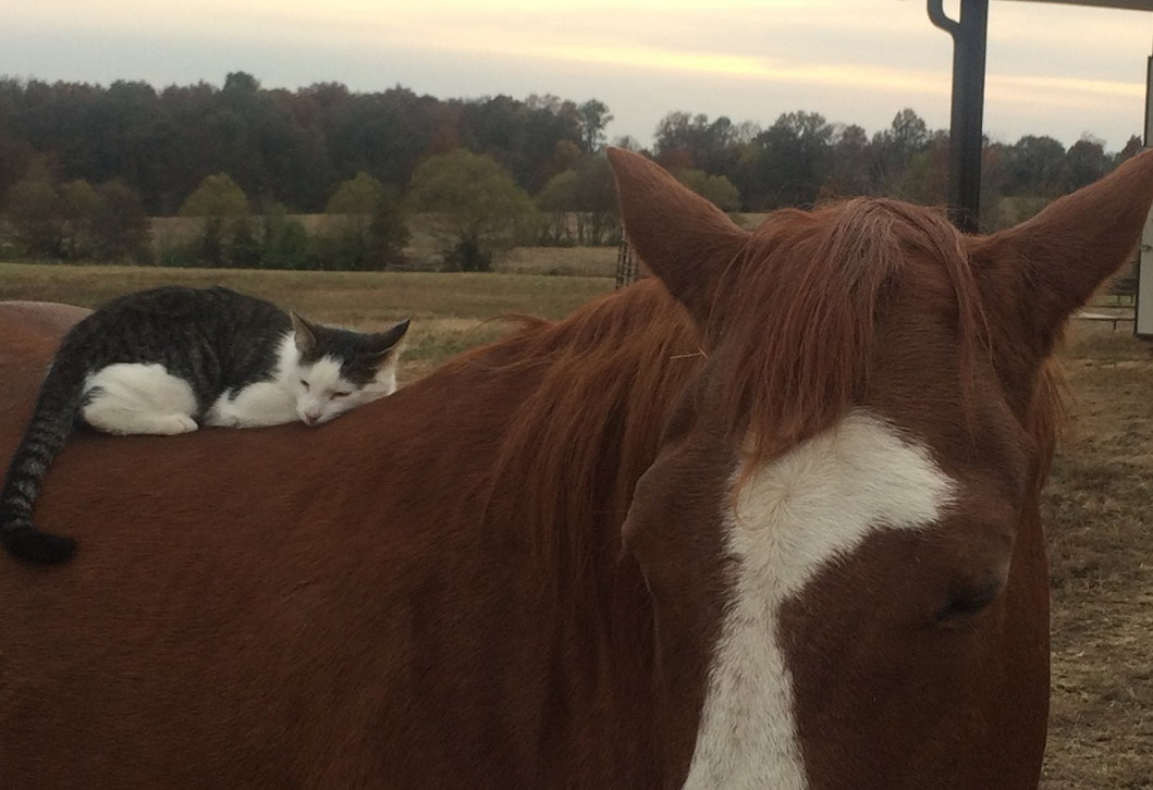 小猫和马儿结成好友 相依相伴如影随形